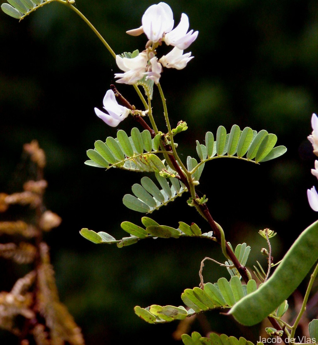 Abrus precatorius L.